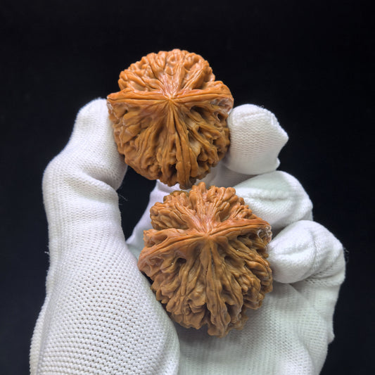 三稜「九龍筋」文玩核桃配對 | 38.0mm x 41.0mm | 深肚造型 | 孤品級傑作 | 庫存編號:JLJSN-1401E