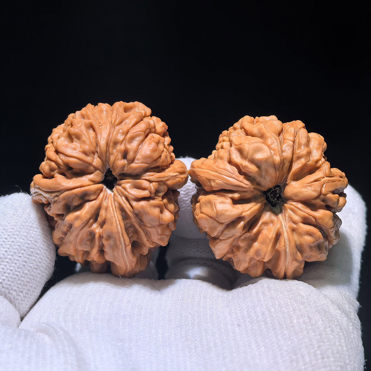 Die Singularitäten | Sammler-Grade "Men Dun" Dreizack mit drei Rücken | 36,0mm x 42,0mm | MDSN-1201E