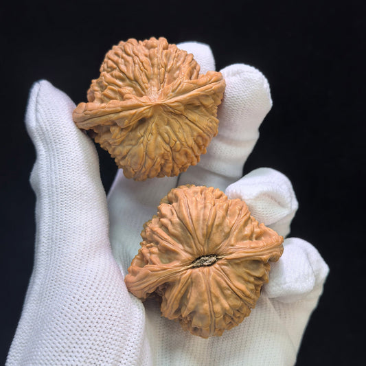"White Lion" Baishizi Wenwan Walnuts (Pair) | 46.0mm x 43.0mm | Stock ID: BSJ-1553C - ThePatinaProject