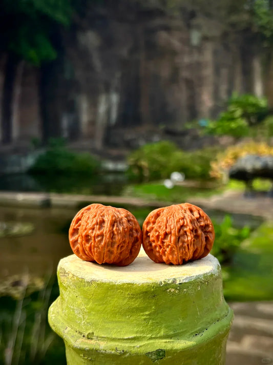 5 Classic Wenwan Walnut Varieties: White Lion, Mopan, Toad Head, Nanjiang Stone & Guanmao