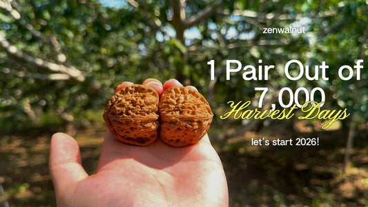 What Are Wenwan Walnuts? The Complete Beginner’s Guide - ThePatinaProject