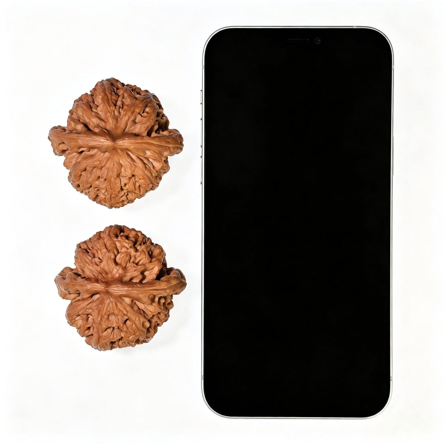 "Large Thick Rib" Dacujin Wenwan Walnuts Pair | 48.0mm x 47.0mm | DCJ-1551C