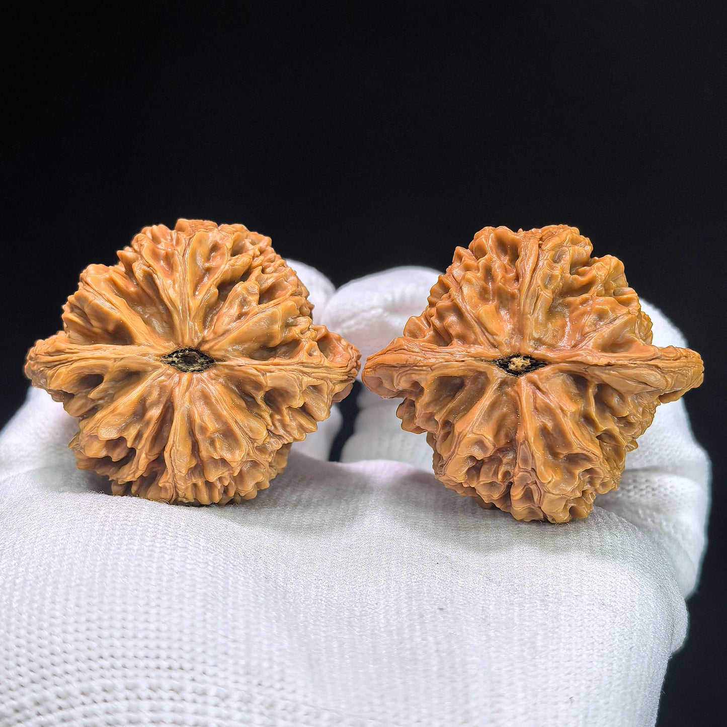 Hu Tou Wang (Tiger Head King) "Peach Heart" Variant Scholar Walnuts | Premium Select 44.0mm x 39.0mm | Stock ID: TXHTW-1351C