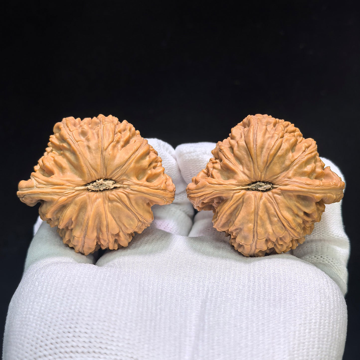 "White Lion" Baishizi Wenwan Walnuts (Pair) | 46.0mm x 43.0mm | Stock ID: BSJ-1553C