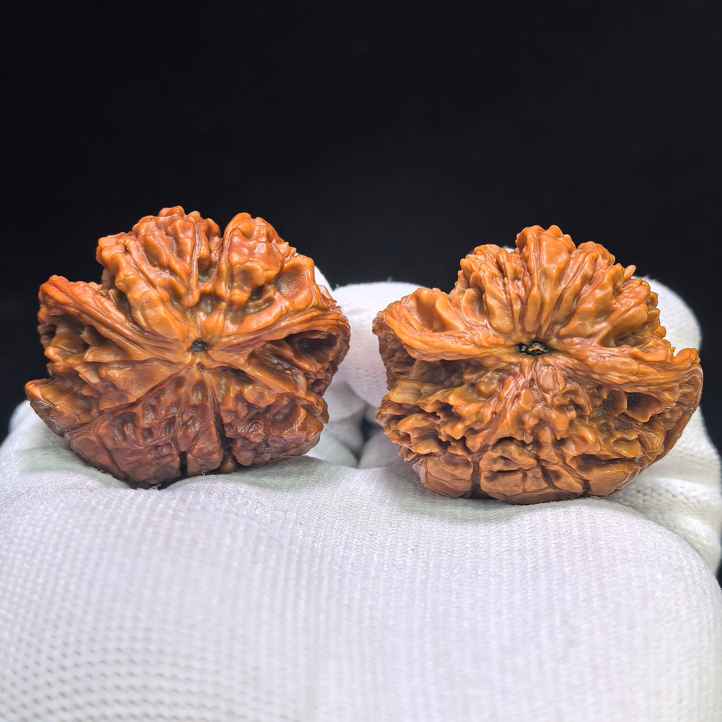 "The Serpent King & Queen" (Shewang Shehou) Scholar Walnuts Pair | 41.0mm x 35.0mm | Legendary Heritage Matching | Exclusive Collector Grade Masterpiece | Stock ID: SWSH-C01E