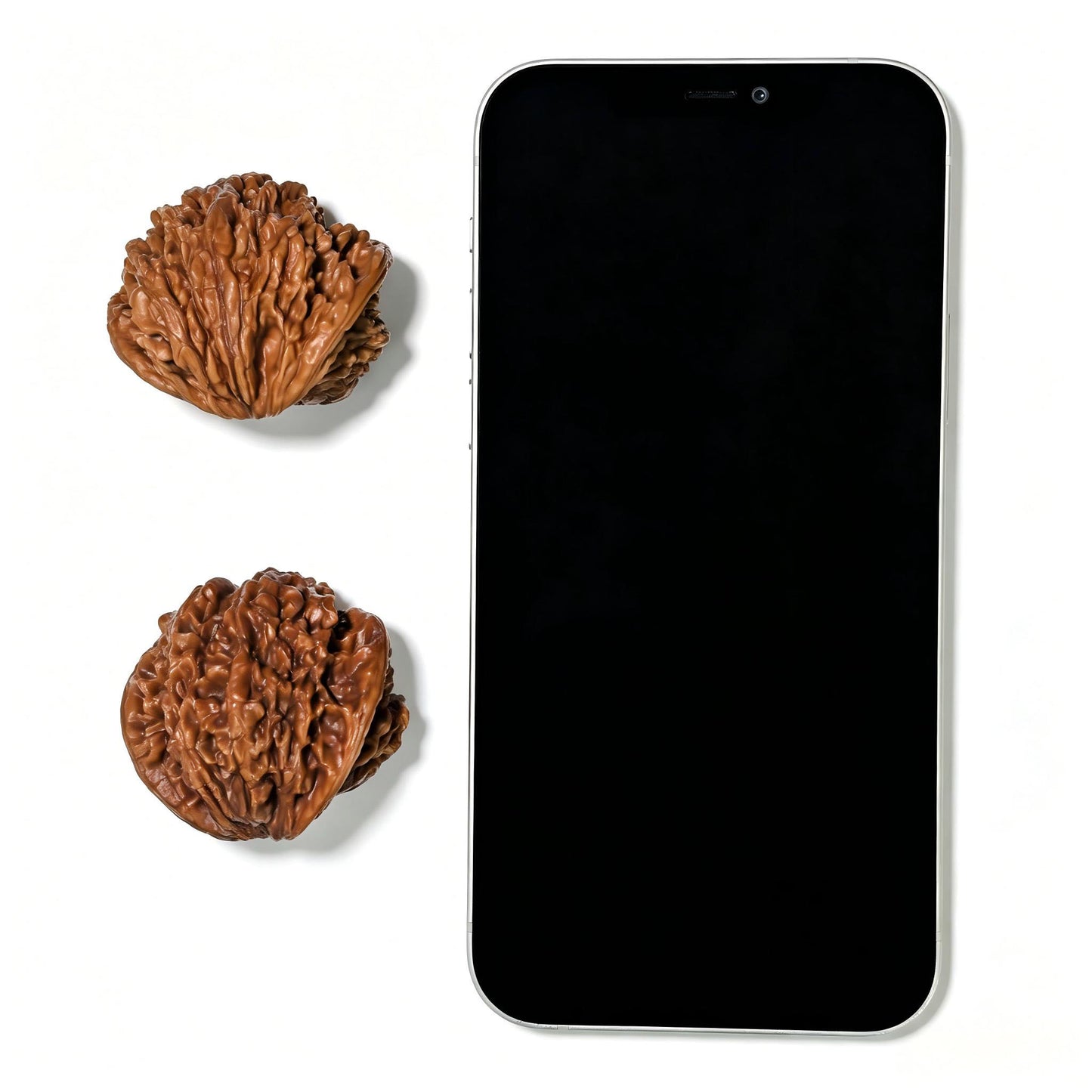 "The Serpent King & Queen" (Shewang Shehou) Scholar Walnuts Pair | 41.0mm x 35.0mm | Legendary Heritage Matching | Exclusive Collector Grade Masterpiece | Stock ID: SWSH-C01E