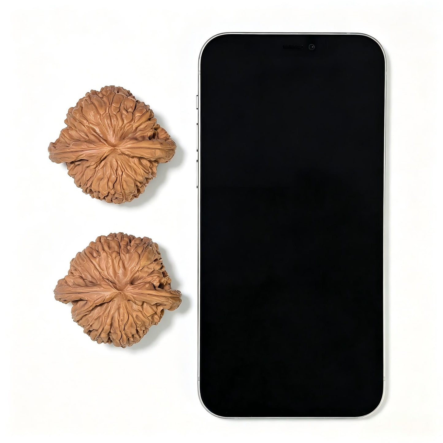 "White Lion" Baishizi Wenwan Walnuts (Pair) | 46.0mm x 43.0mm | Stock ID: BSJ-1553C