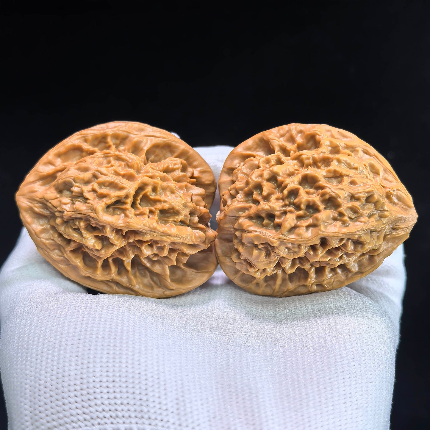 The "Gecko Arhat Head" Natural Mutation Base Pair | 42.0mm x 41.0mm | BHLHT-601