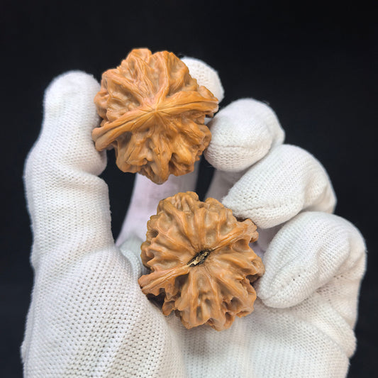 "Cao Great Dragon" Cao Dalong CDL-17D5 Low-Profile Wenwan Walnuts Pair | 35.0mm x 36.0mm | CDL-17D5