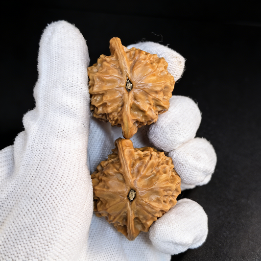 The "Porcelain Doll" (Ci Wa Wa) – 39mm Collector's Grade Pair | #CWW-20 (Museum Quality)