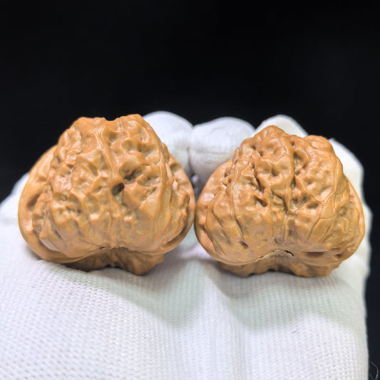 "Toad Head" Hamatou Wenwan Walnusspaar | 40,0 mm x 41,0 mm | HMT-01SY
