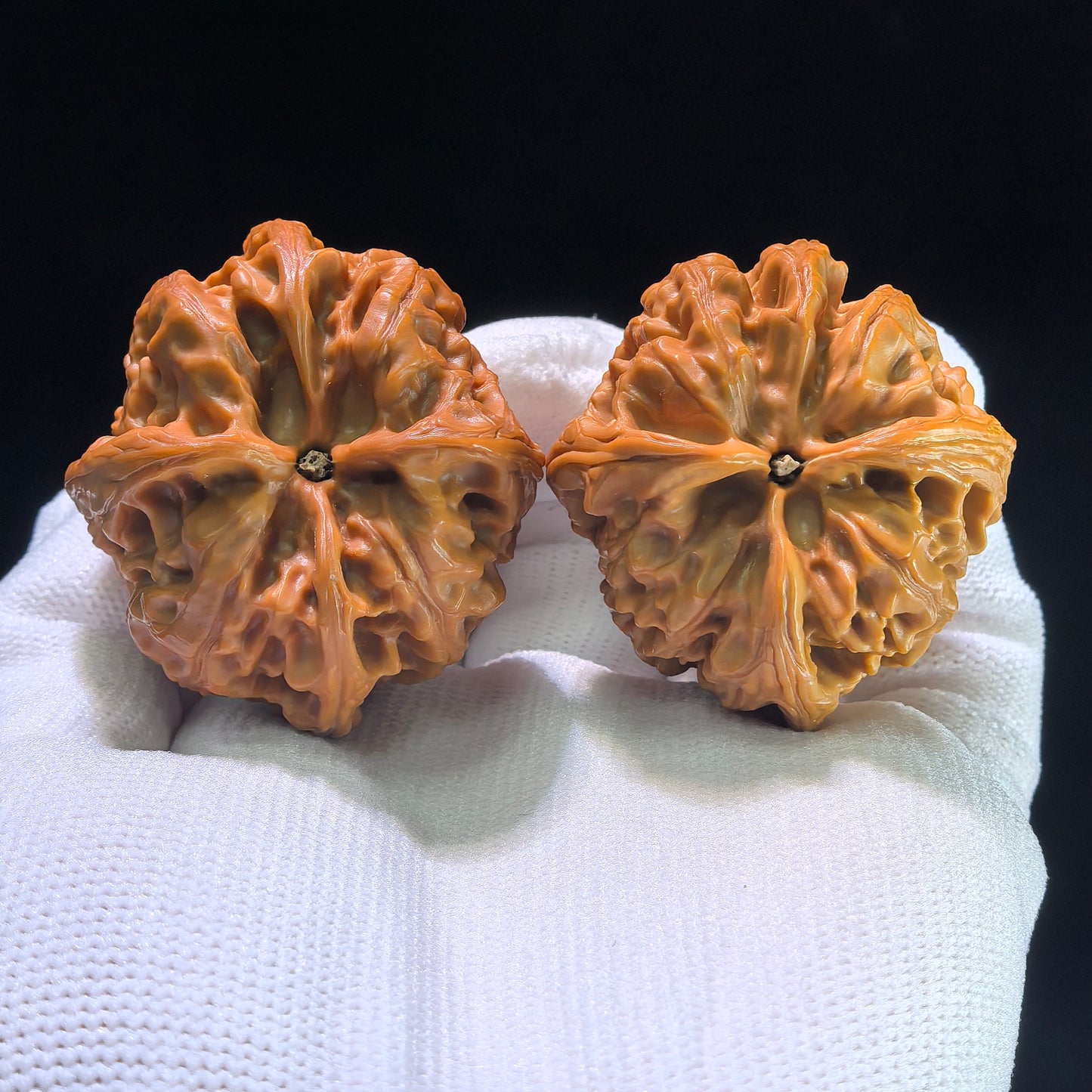 The Rare "Wild Bull" Quad-Ridge Four-Sided Pair | 42.0mm x 38.0mm | YNFN-1301E