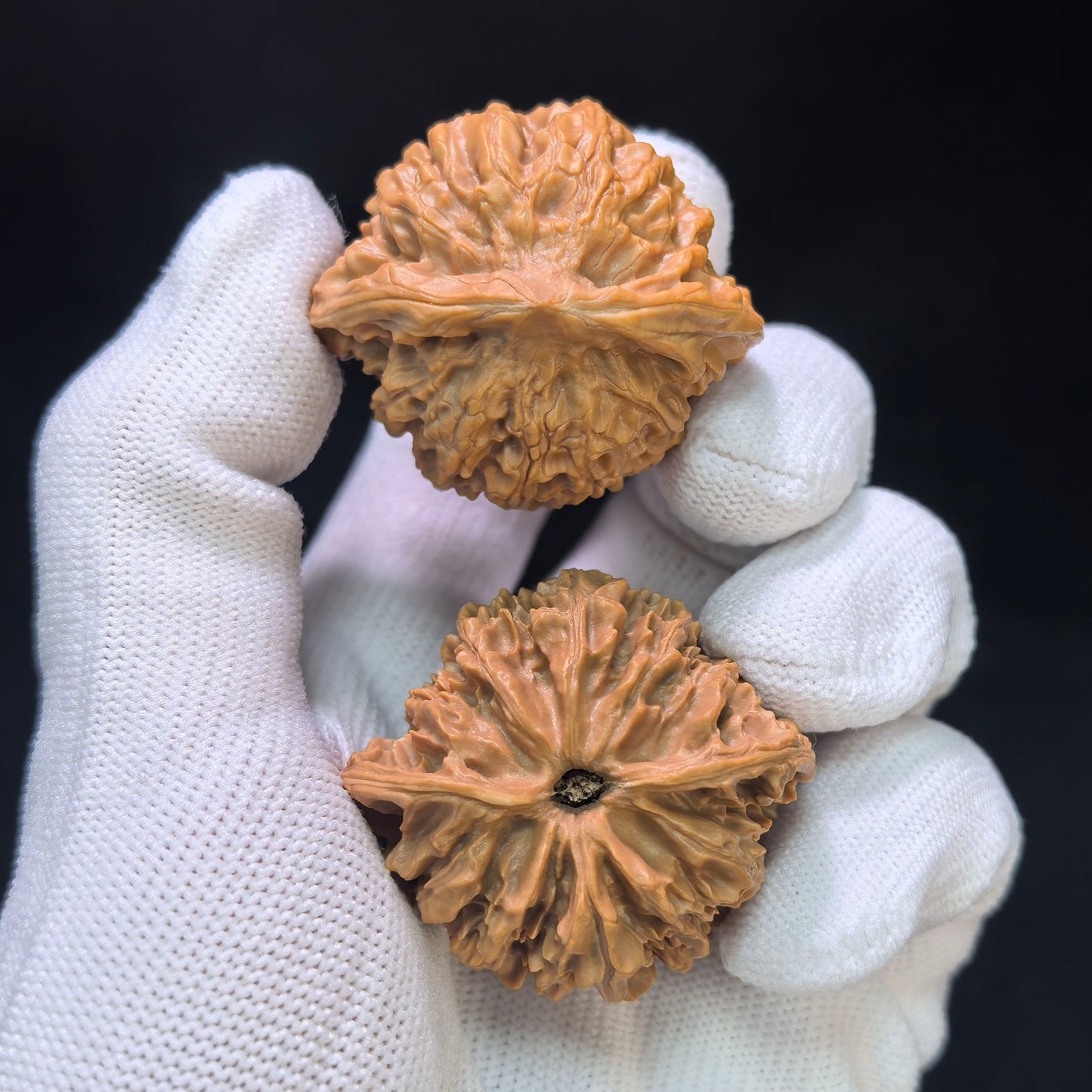 "Crescent Moon Lionhead" (Xuan Yue Shi Tou) Scholar Walnuts Pair | 39.0mm x 34.0mm | Low-Profile Broad-Edge Stance | Stock ID: XY-SY1C7
