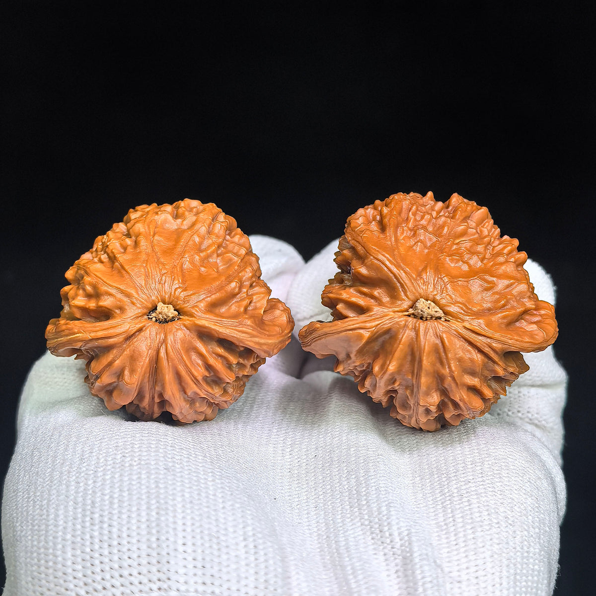 Pufferfish-Profile “White Lion Half-Wall” Wenwan Walnut Pair — 44.0mm x 41.0mm / 42.0mm x 39.0mm | BSZBB-1401E