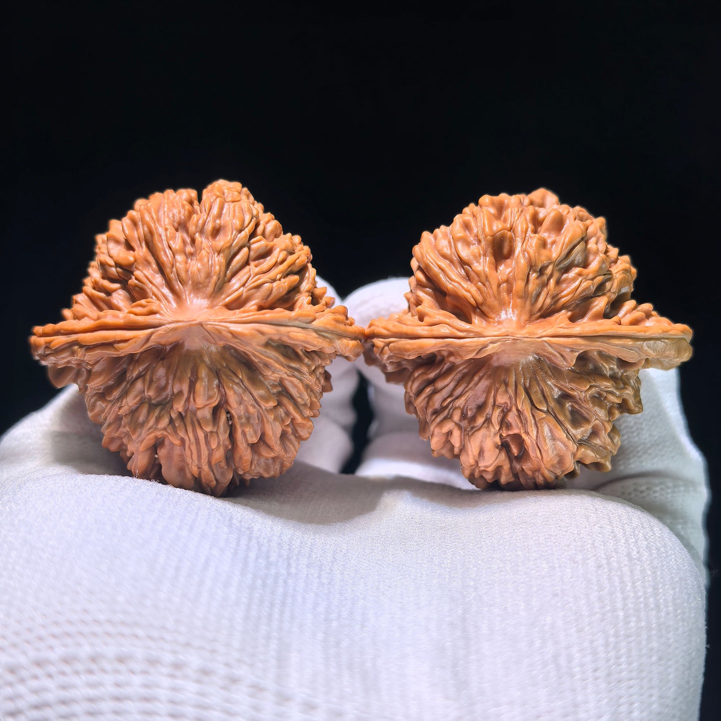 The "Coiled Dragon Pattern" (Pan Long Wen) Colossal Ergonomic Pair | 49.0mm x 45.0mm | PLW-903
