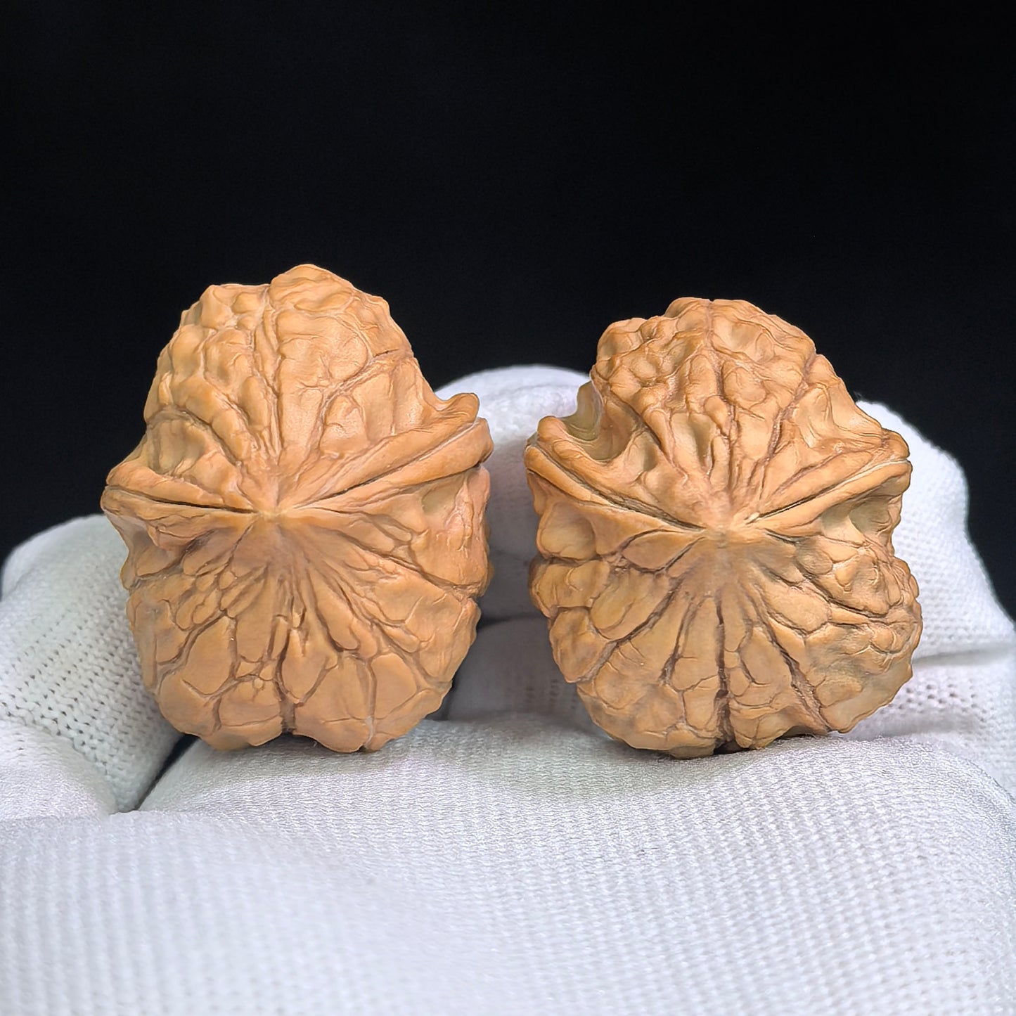 "Tortoise-Shell Half-Wall Turtle-Back" (Gui Jia Wen Ban Bi Gui Bei) Scholar Walnuts Pair | Same-Fruit Biological Twin Pair | 30.0mm x 36.0mm | Collector Grade E | Stock ID: GJWGB-SY1B3