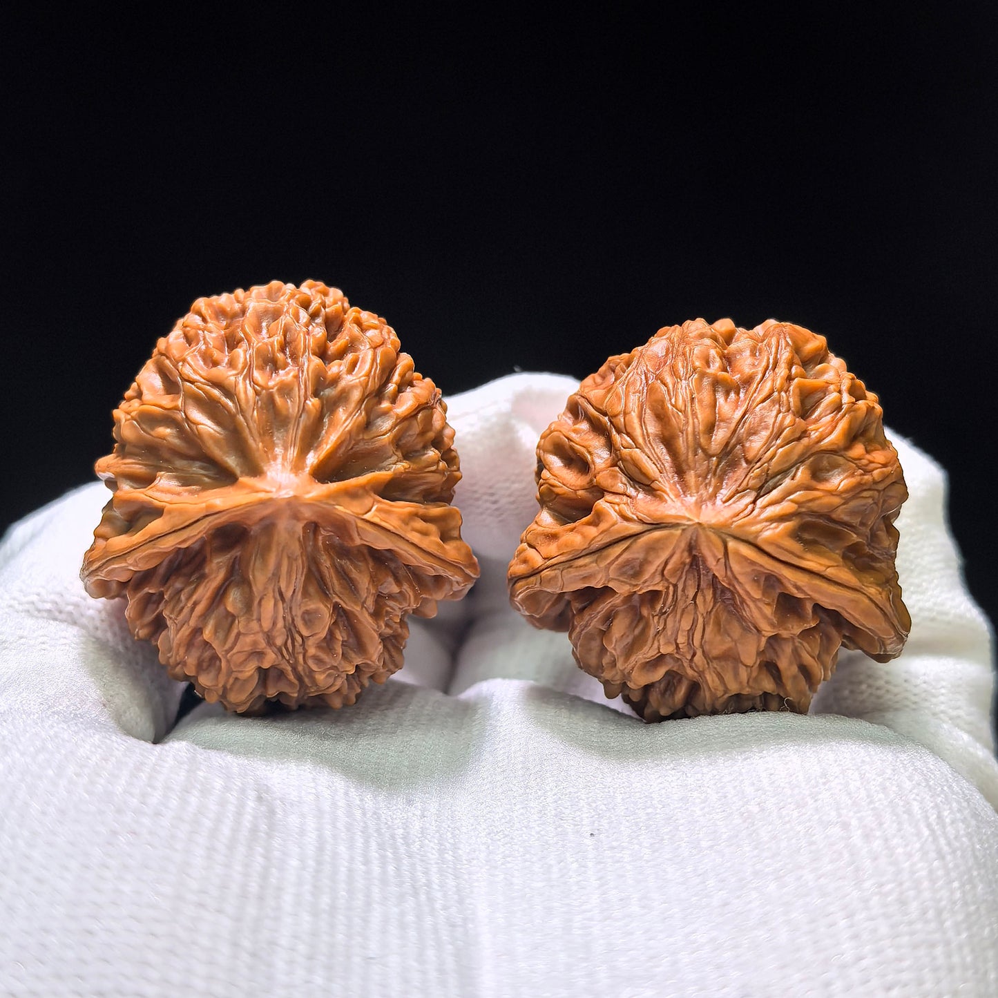 The Royal "Palace Lantern Turtle Shell" Gongdeng Wuguibei Pocket Masterpiece | 34.0mm x 37.0mm | GDWGB-401E