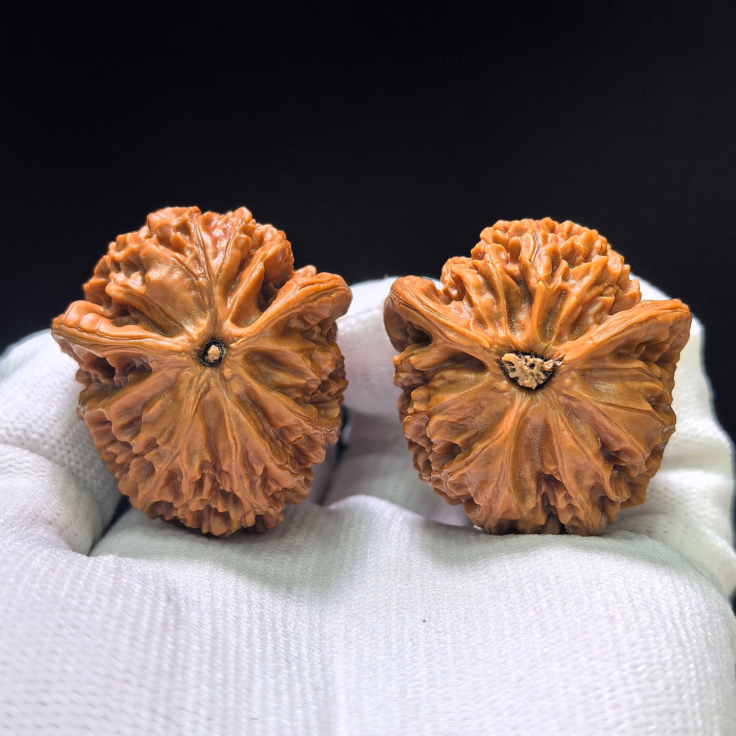 The Royal "Palace Lantern Turtle Shell" Gongdeng Wuguibei Pocket Masterpiece | 34.0mm x 37.0mm | GDWGB-401E