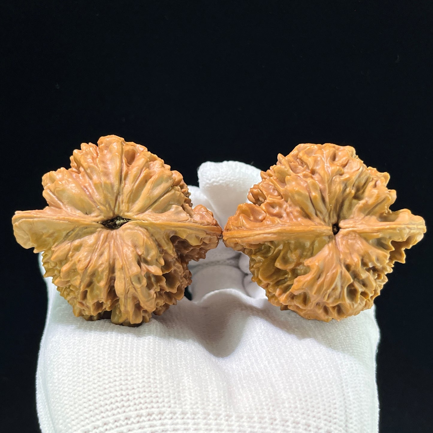The "Grand Official's Hat" (Da Guan Mao) Colossal Winged Giant | 48.0mm x 44.0mm | DGM-901