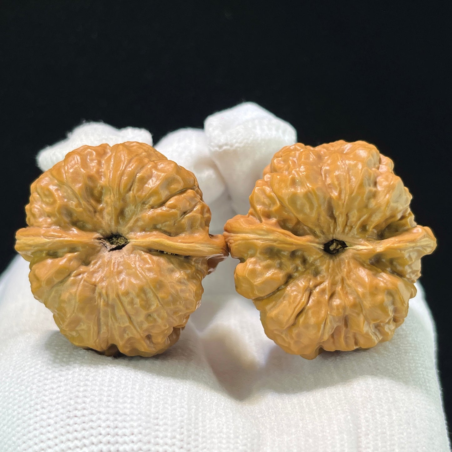 The "Imperial Wealth Toad" (Ha Ma Tou) Premium Deep-Belly Pair | 36.0mm x 38.0mm | W-1005