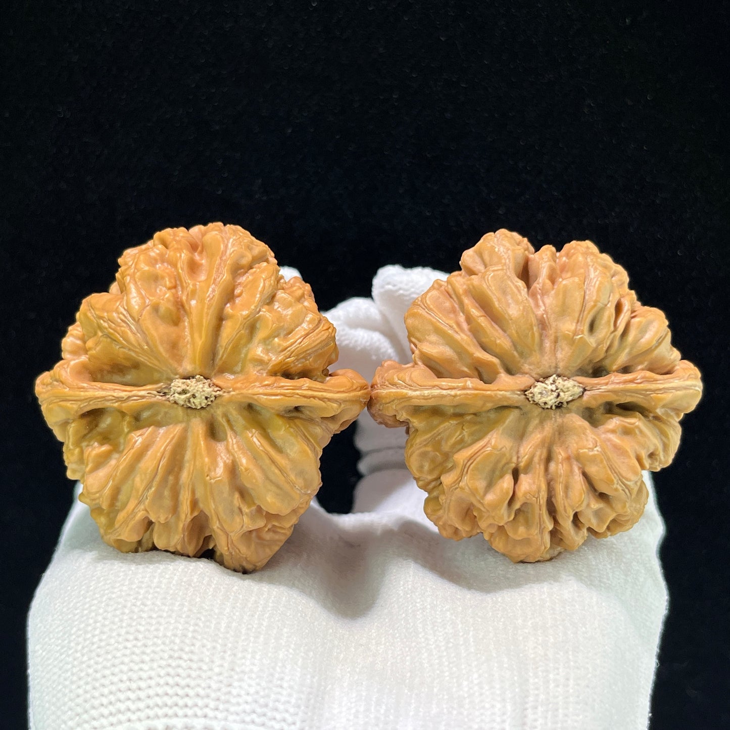 The Monumental "Thick Ridge" Dacujin Lion Head Masterpiece | 48.0mm x 48.0mm | DCJ-1002