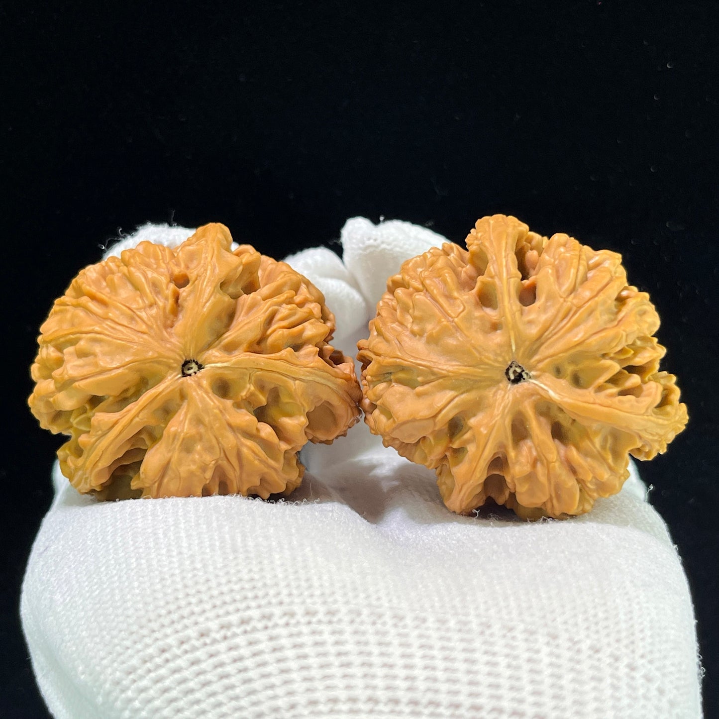 The "Nine Dragon Sinews" (Jiu Long Jin) Premium Elongated Deep-Belly Pair | 41.0mm x 45.0mm | JLJ-1001