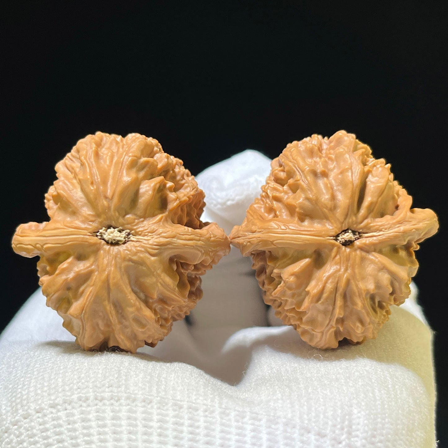 White Lion Head (Bai Shi Zi) Scholar Walnuts Pair | 36.0mm x 38.0mm | Compact Deep-Belly Format | Stock ID: BSZ-1103