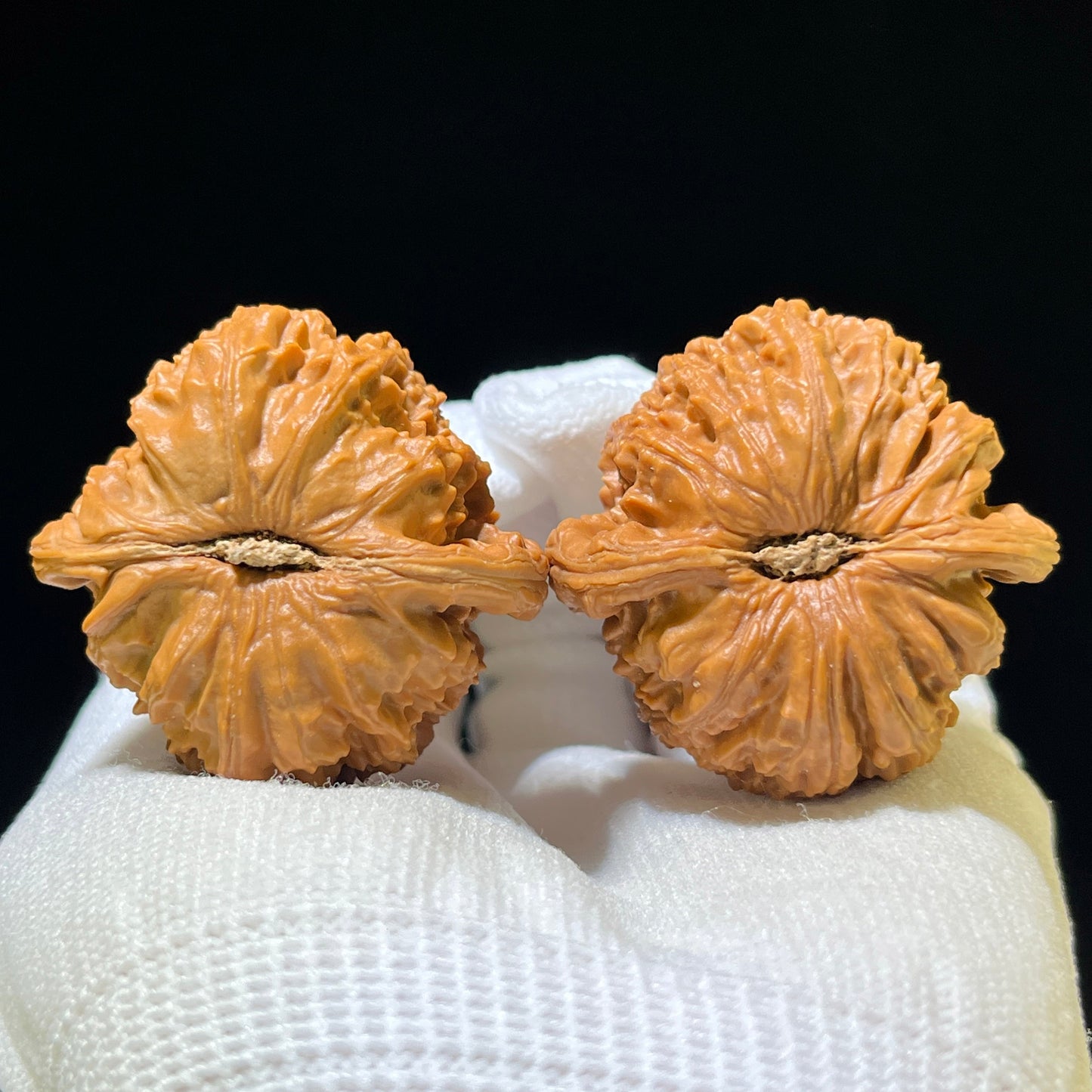 White Lion Head (Bai Shi Zi) Scholar Walnuts Pair | 40.0mm x 40.0mm | Stock ID: BSZ-1102