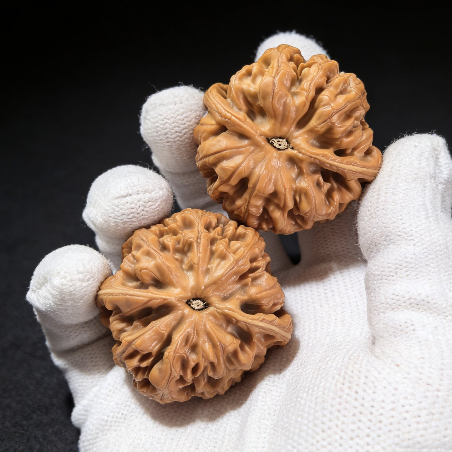 The "Tendon Vein" (Cujin) Pair | 42.0mm | CJ-01