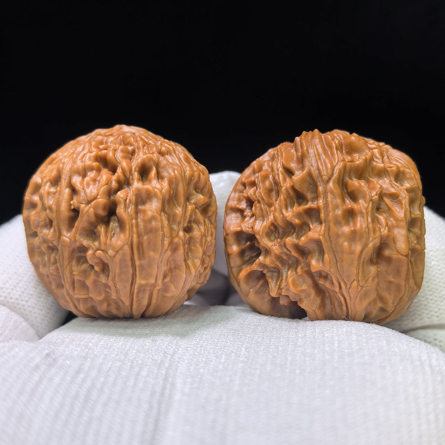 The Illustrious "White Lion Head Half-Wall Turtle Shell" Baishizi Banbi Wuguibei Pocket Masterpiece | 33.0mm x 37.0mm | BSJBB-405E