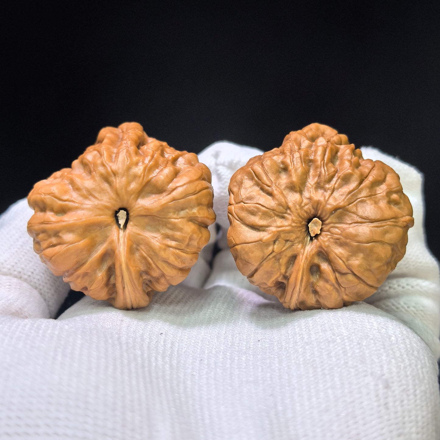 "Toad Head Smooth-Sailing" (Hamatou Yifan Fengshun) Scholar Walnuts Pair | 27.0mm x 35.0mm | Miniature Inverse Profile | Singularities Grade Masterpiece | Stock ID: HMTYF-401E