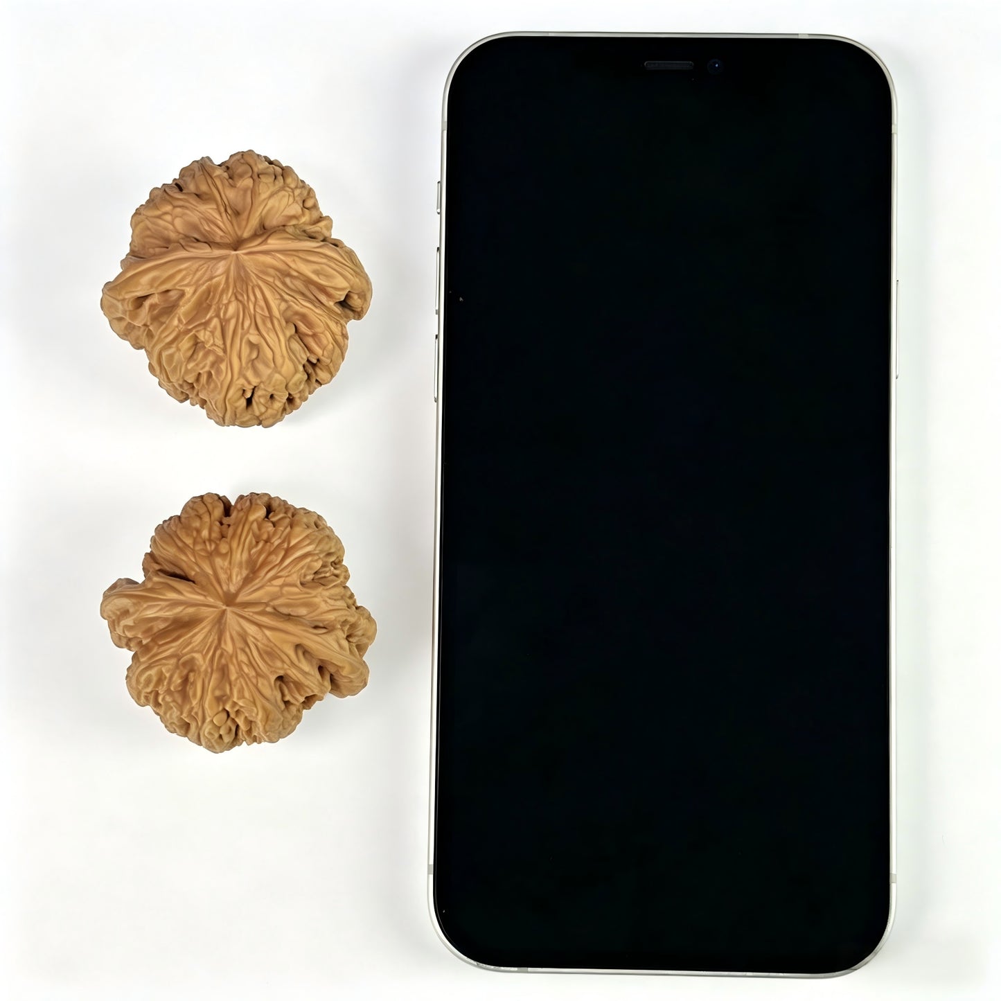 The "Thick Vein" (Cu Jin) Balanced Giant Pair | 40.0mm x 39.0mm | CJ-811