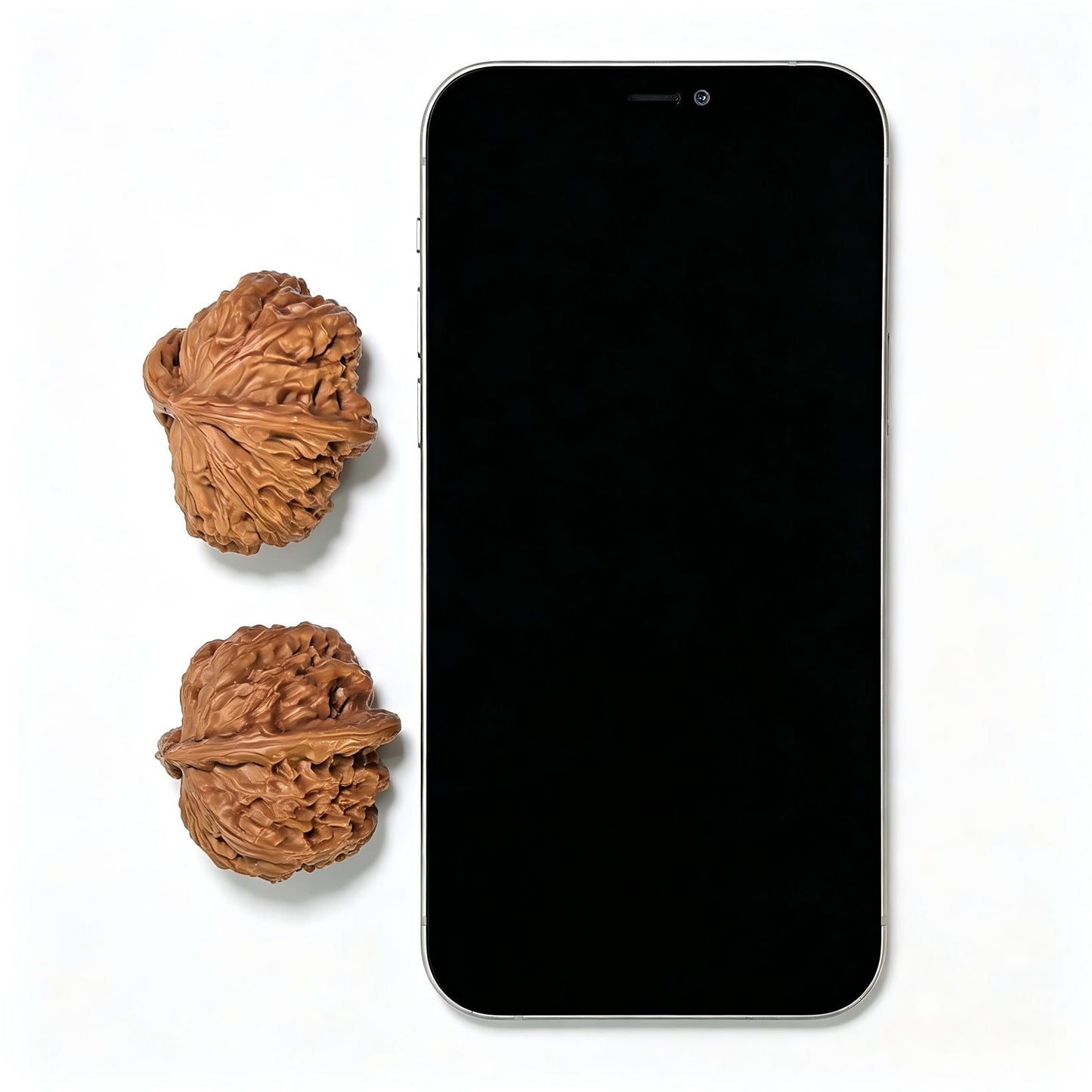 "White Lion Half-Wall" Baishizi Banbi Wenwan Walnuts Pair | 35.0mm x 42.0mm | BSJBB-C237E