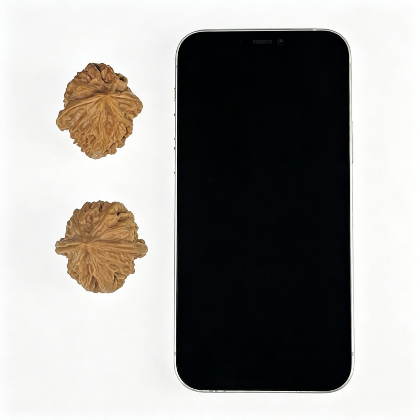 "Cao Dalong" Wenwan Walnuts (CDLTCJ-1001) - 35mm x 37mm "Heavenly Deviant" Wild Mountain Collection, High-Density Collector Specimen, Zen Stress Relief