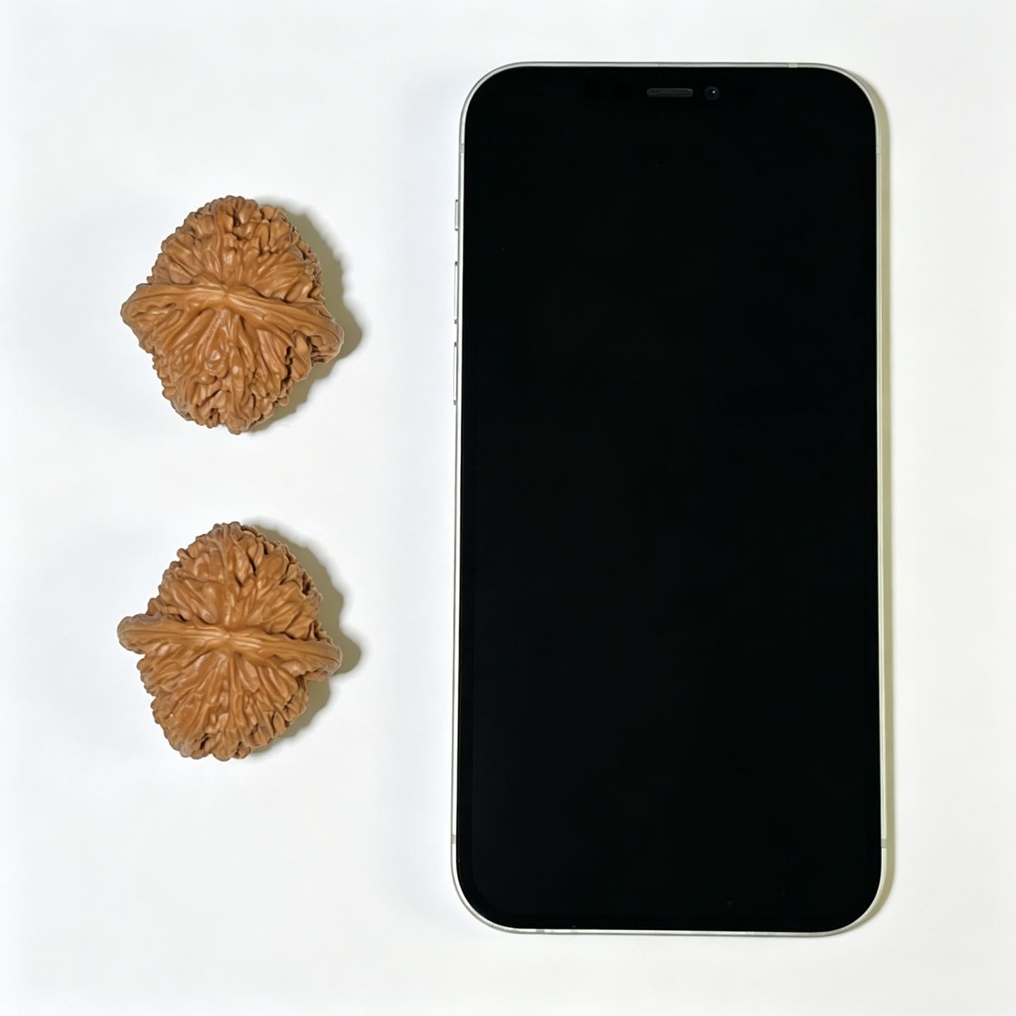 White Lion Head (Bai Shi Zi) Scholar Walnuts Pair | 36.0mm x 38.0mm | Compact Deep-Belly Format | Stock ID: BSZ-1103