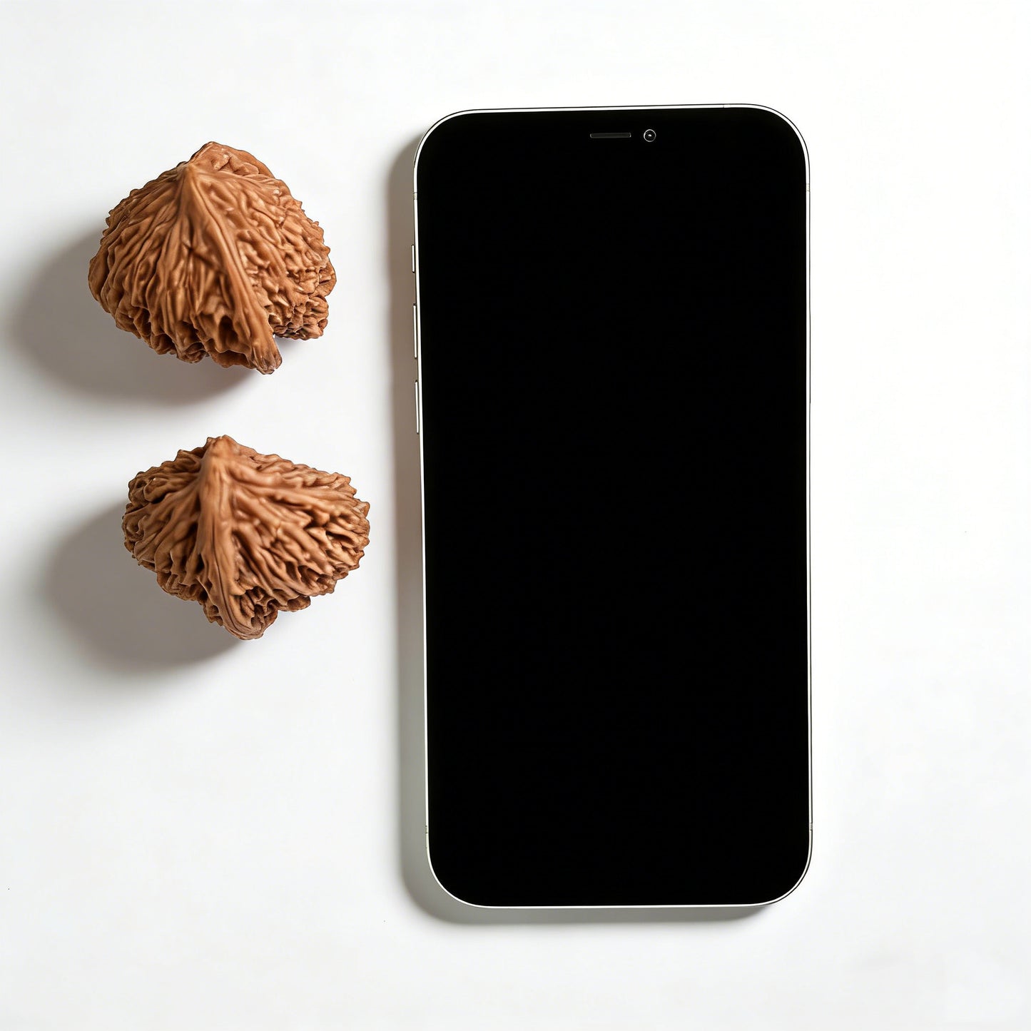 The "Half-Wall White Lion" (Banbi Bai Shizi) Pair | 42.0mm | BBBSZ-03