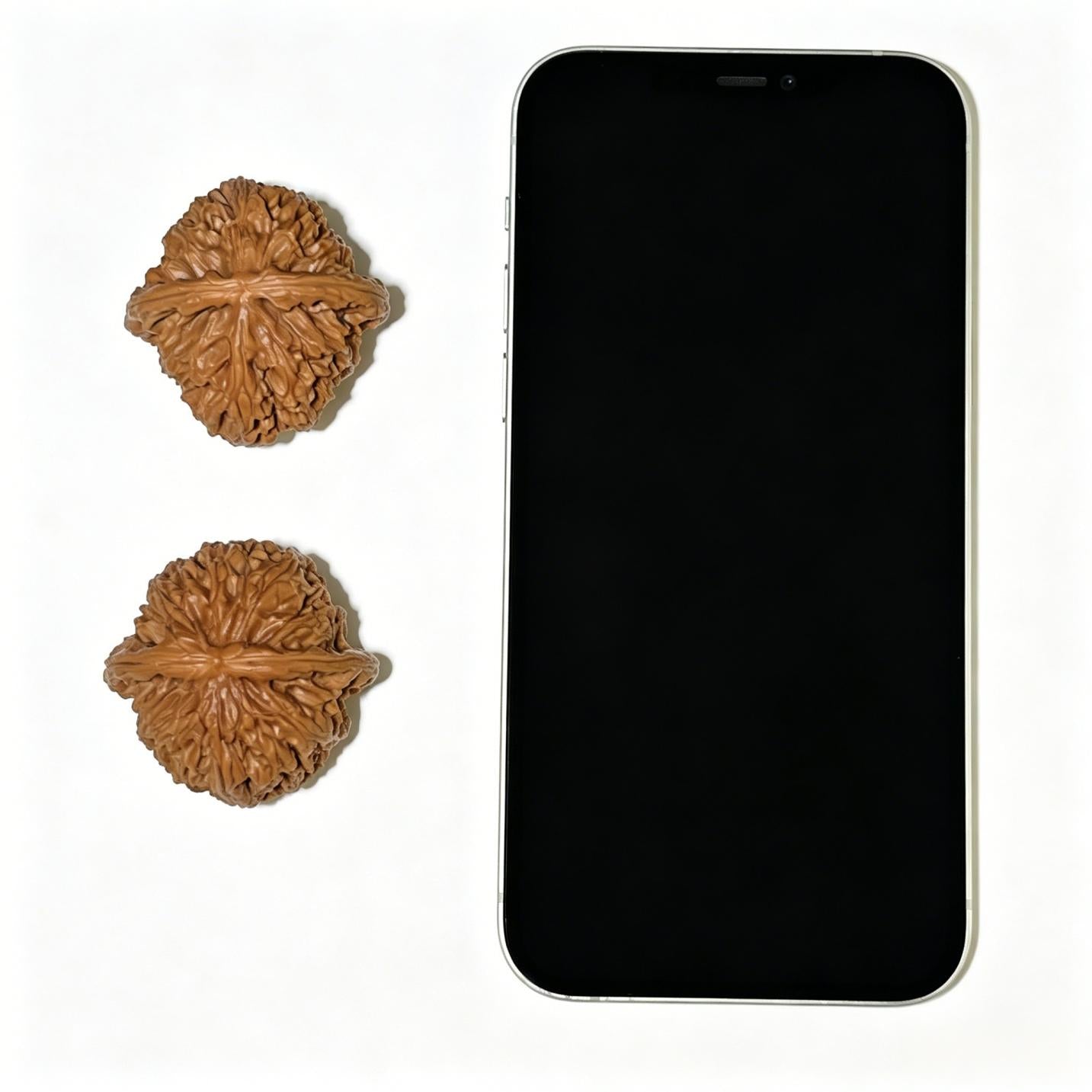 White Lion Head (Bai Shi Zi) Scholar Walnuts Pair | 40.0mm x 40.0mm | Stock ID: BSZ-1102