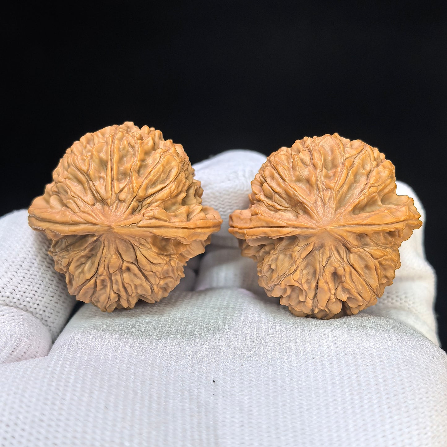"Timber Wolf" (Xiao Ye Lang) Scholar Walnuts Pair | 36.0mm x 34.0mm | Compact Low-Profile Stance | Stock ID: YL-SY1B2