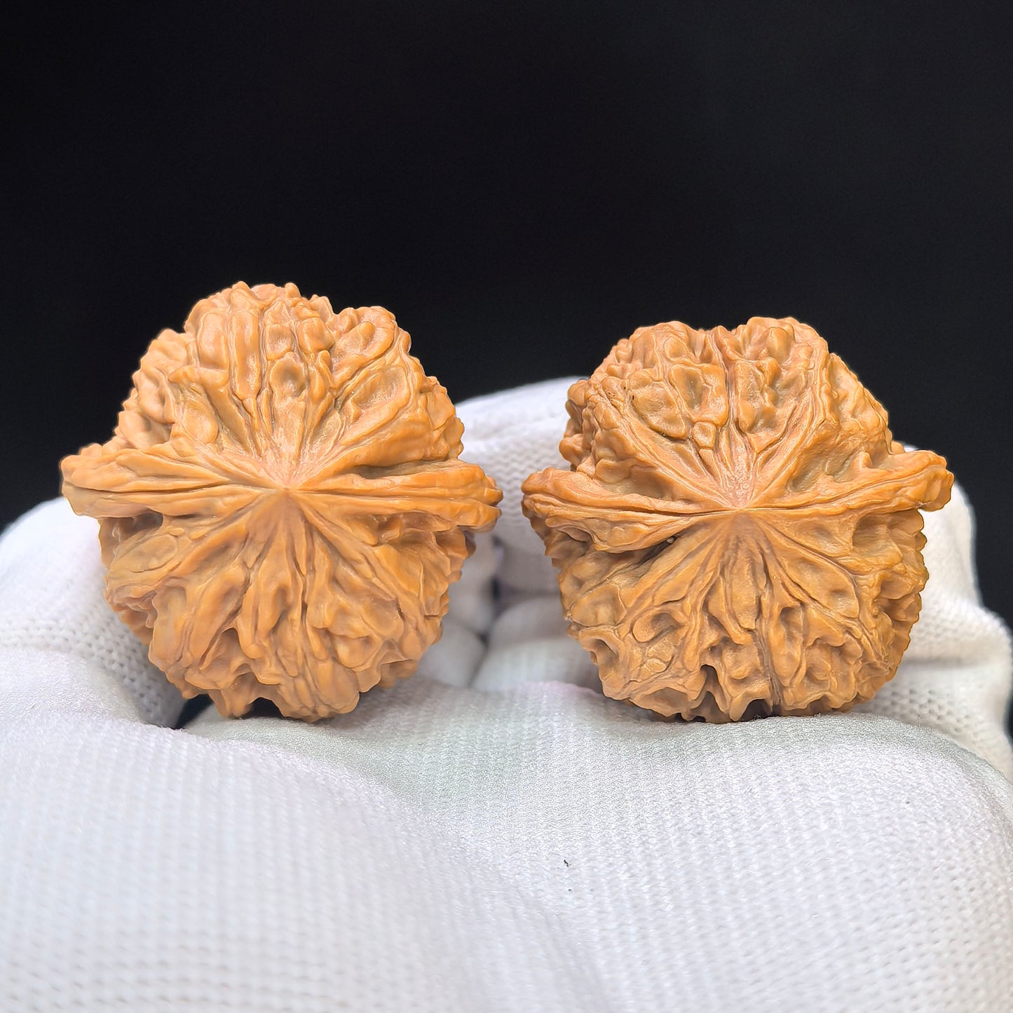 "Star Lotus Lionhead" (Xing Lian Shi Tou) Scholar Walnuts Pair | 37.0mm x 35.0mm | Low-Profile Sacred Radiant Base | Collector Grade Masterpiece | Stock ID: WM-SY1B6