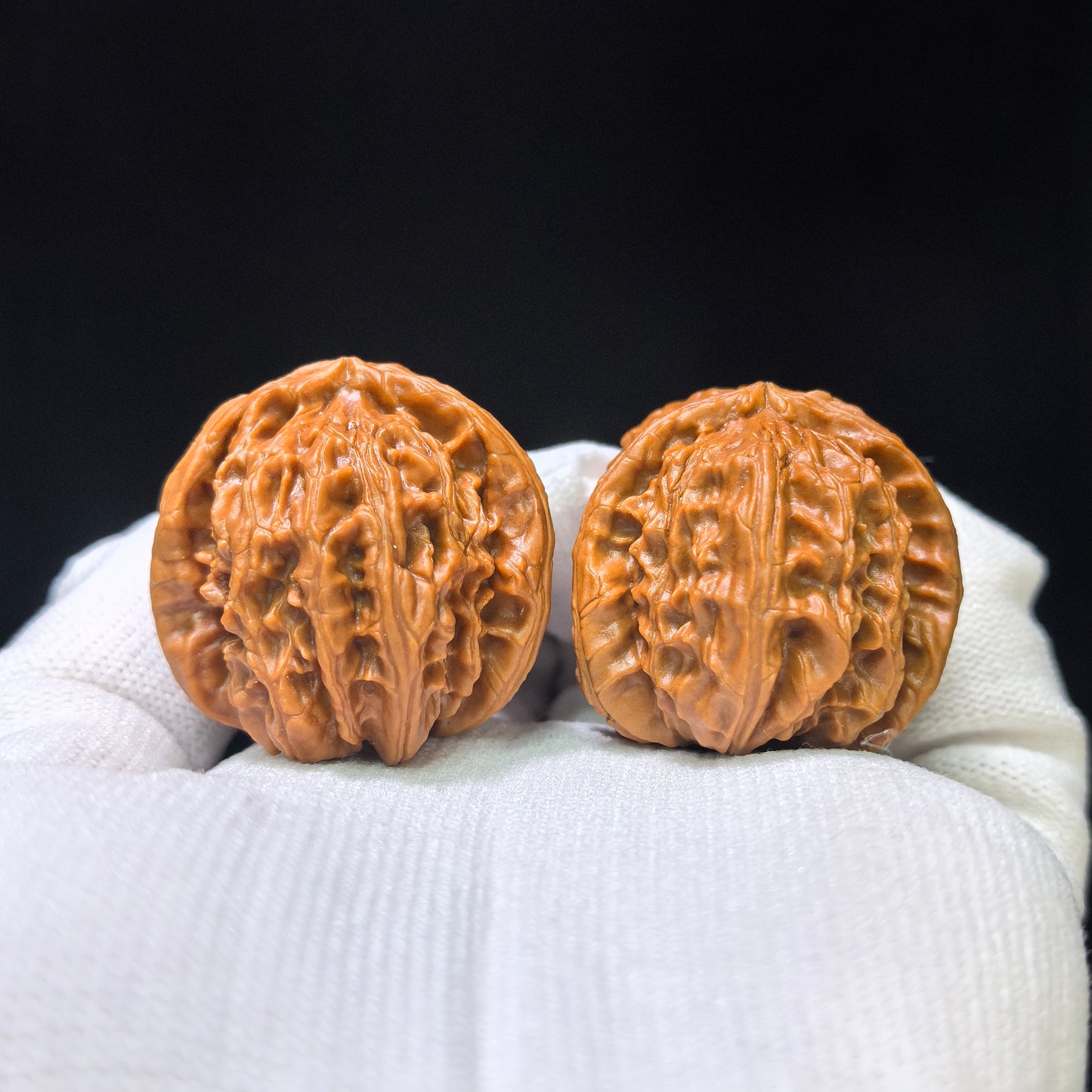 The Illustrious "White Lion Head Half-Wall Turtle Shell" Baishizi Banbi Wuguibei Pocket Masterpiece | 33.0mm x 37.0mm | BSJBB-405E