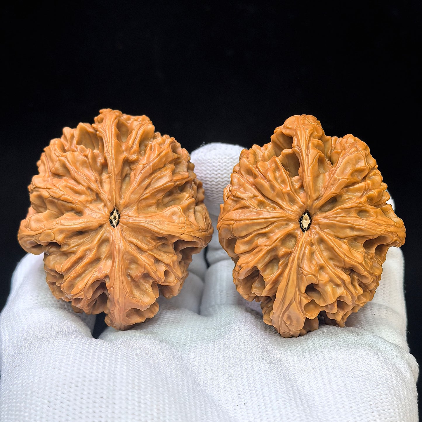 Four-Ribbed "Nine Dragons Sinew" (Jiulongjin Sileng) Scholar Walnuts Pair | 43.0mm x 52.0mm | Massive Deep-Belly Geometry | Collector Grade Masterpiece | Stock ID: JLJ4N-1001E