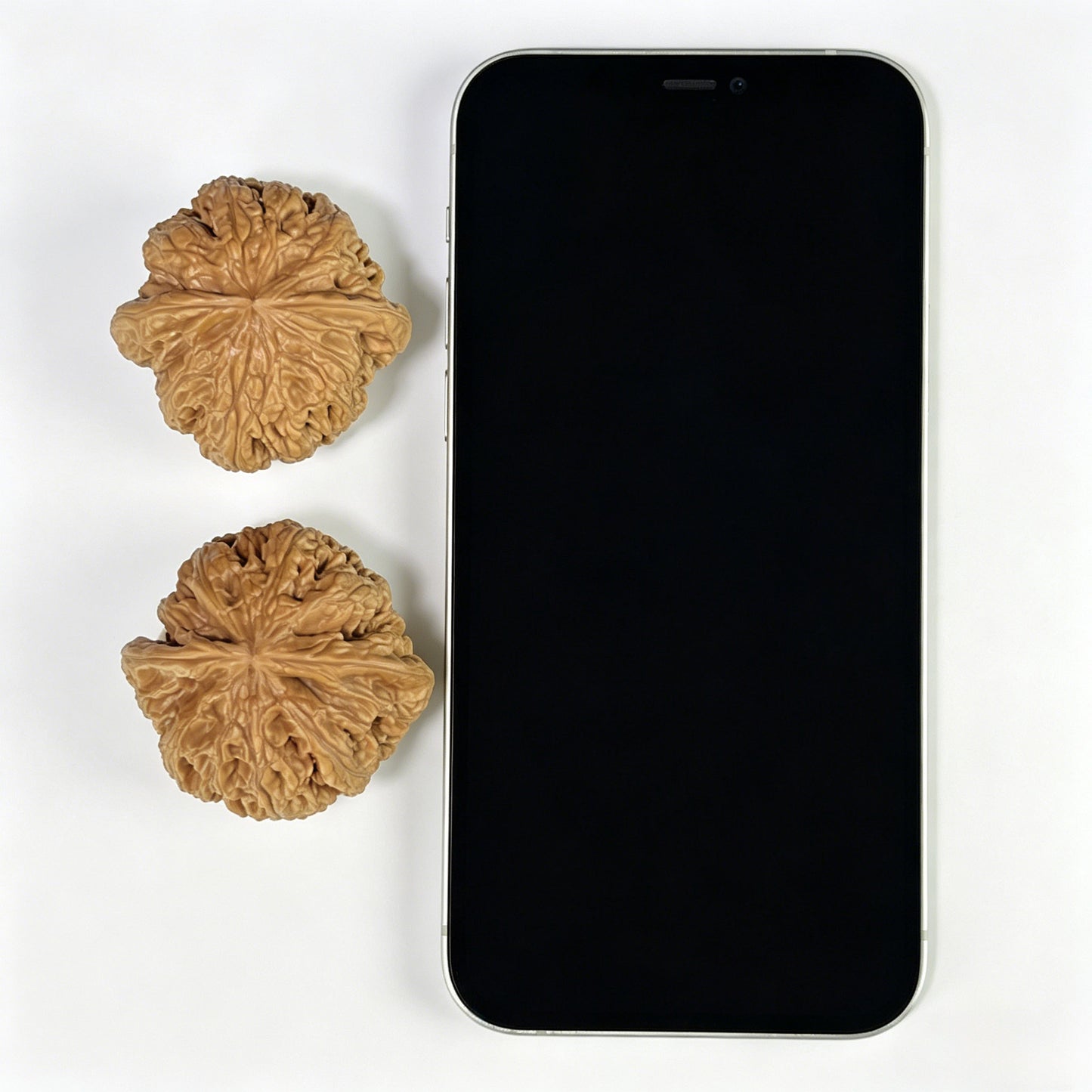 The "Bold Vein" (Cu Jin) Balanced Giant Pair | 43.0mm x 42.0mm | CJ-812