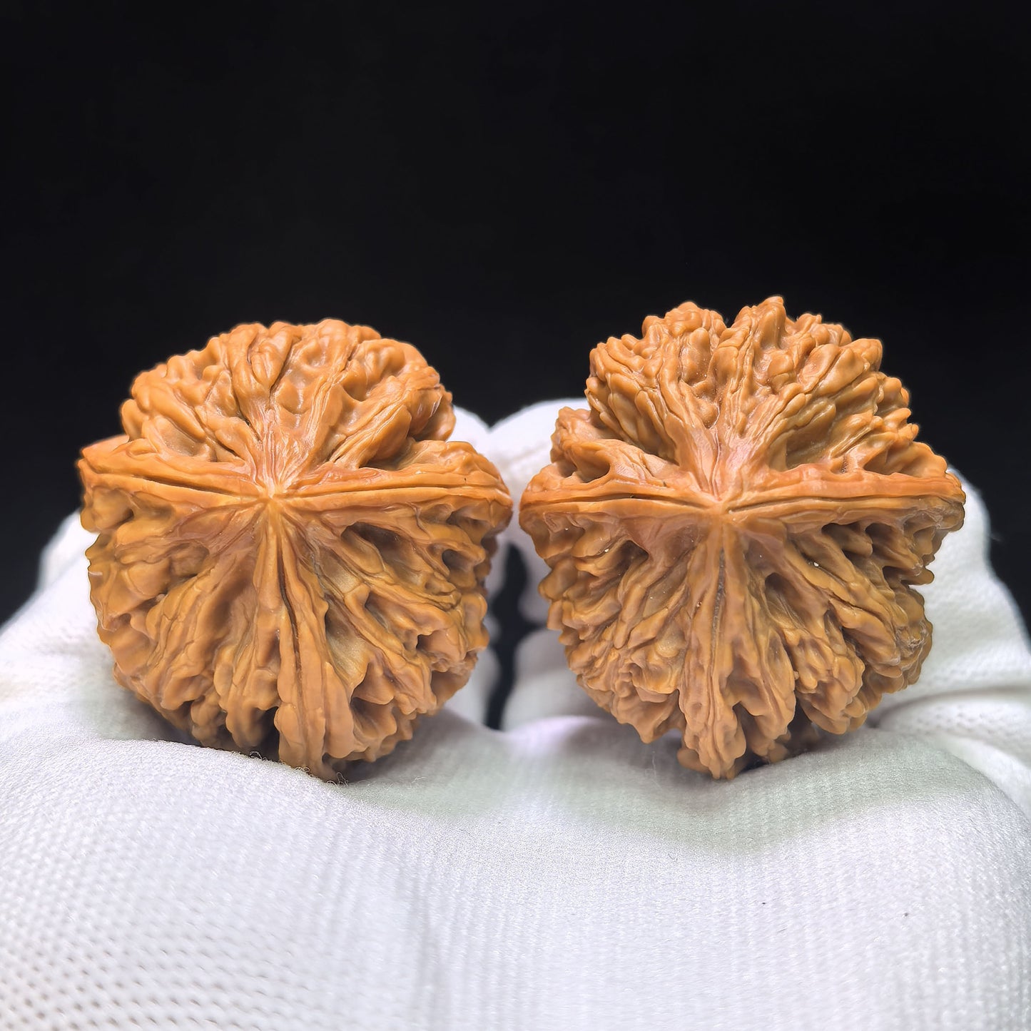 Three-Ribbed "Nine Dragons Sinew" (Jiulongjin Sanling) Scholar Walnuts Pair | 38.0mm x 41.0mm | Deep-Belly Geometry | Singularities Grade Masterpiece | Stock ID: JLJSN-1401E