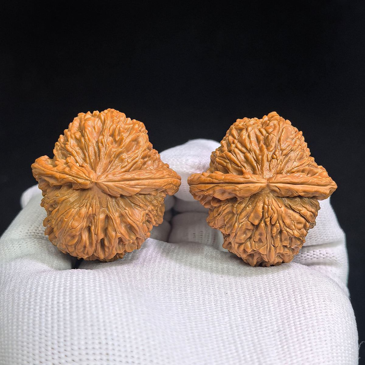 White Lion Wenwan Walnut Pair | Broad Round Profile | 40.0mm x 40.0mm | BSJ-SY1D0