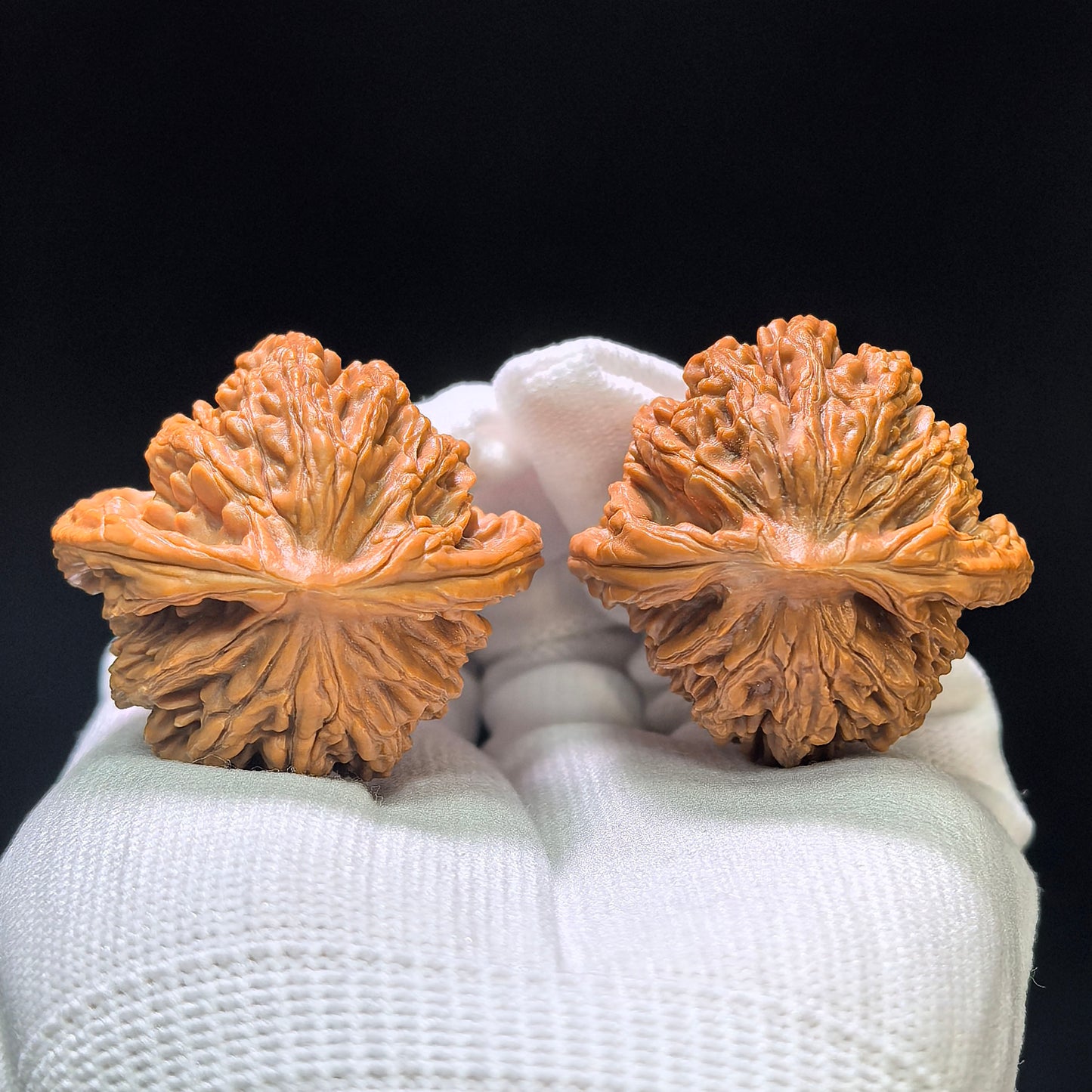 "Liger" Shihushou Wenwan Walnuts Pair | 40.0mm x 40.0mm | SHS-1101