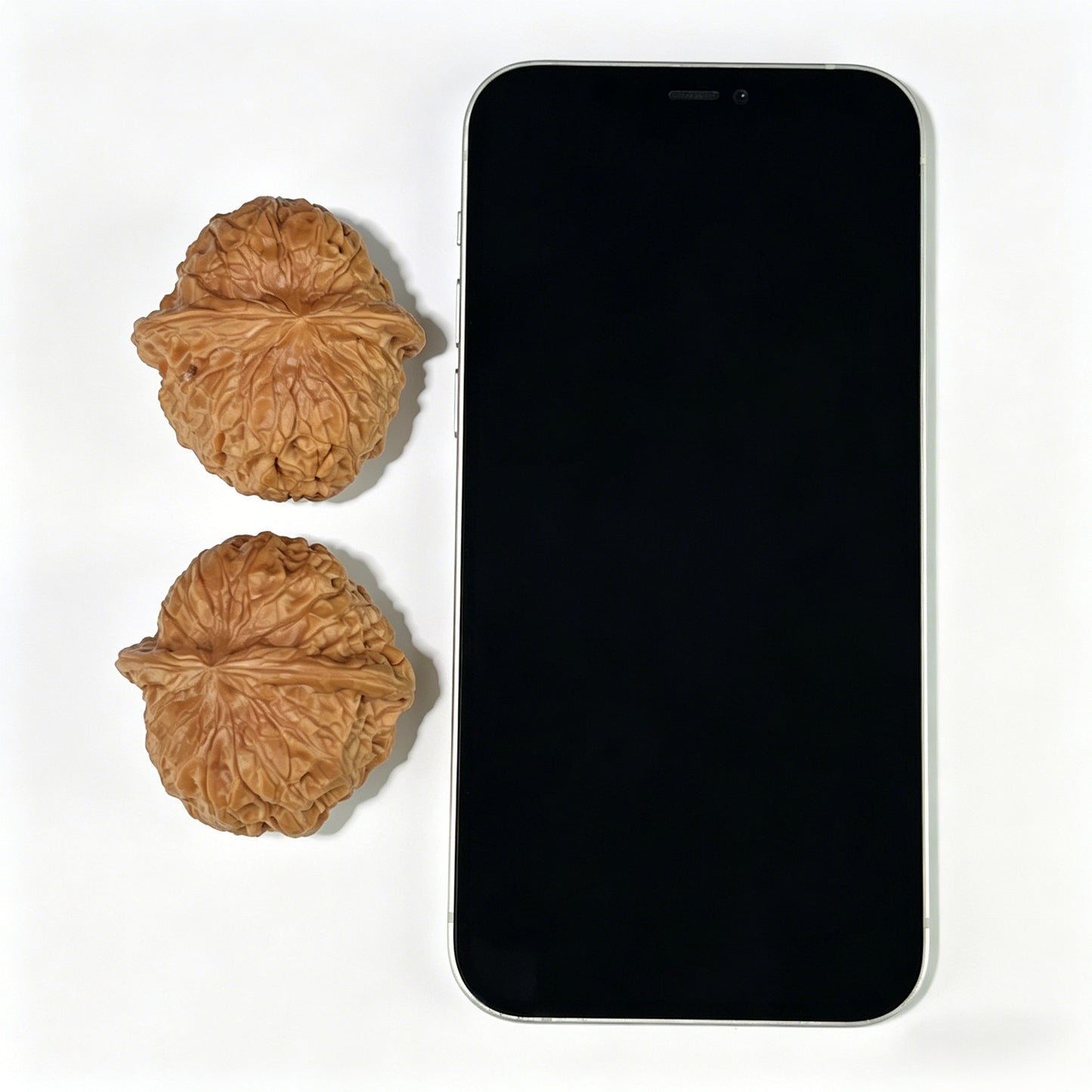 The "Squat Pumpkin" (Nan Gua Dun) Deep-Bellied Giant Pair | 44.0mm x 45.0mm | NGD-802