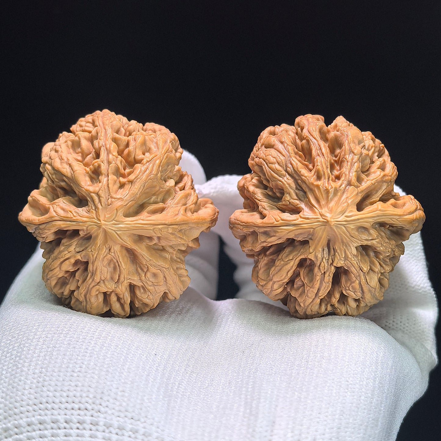 The "Bold-Ribbed Lion Head" (Cu Jin) Heritage Deep-Belly Pair | 42.0mm x 45.0mm | CJ-1401