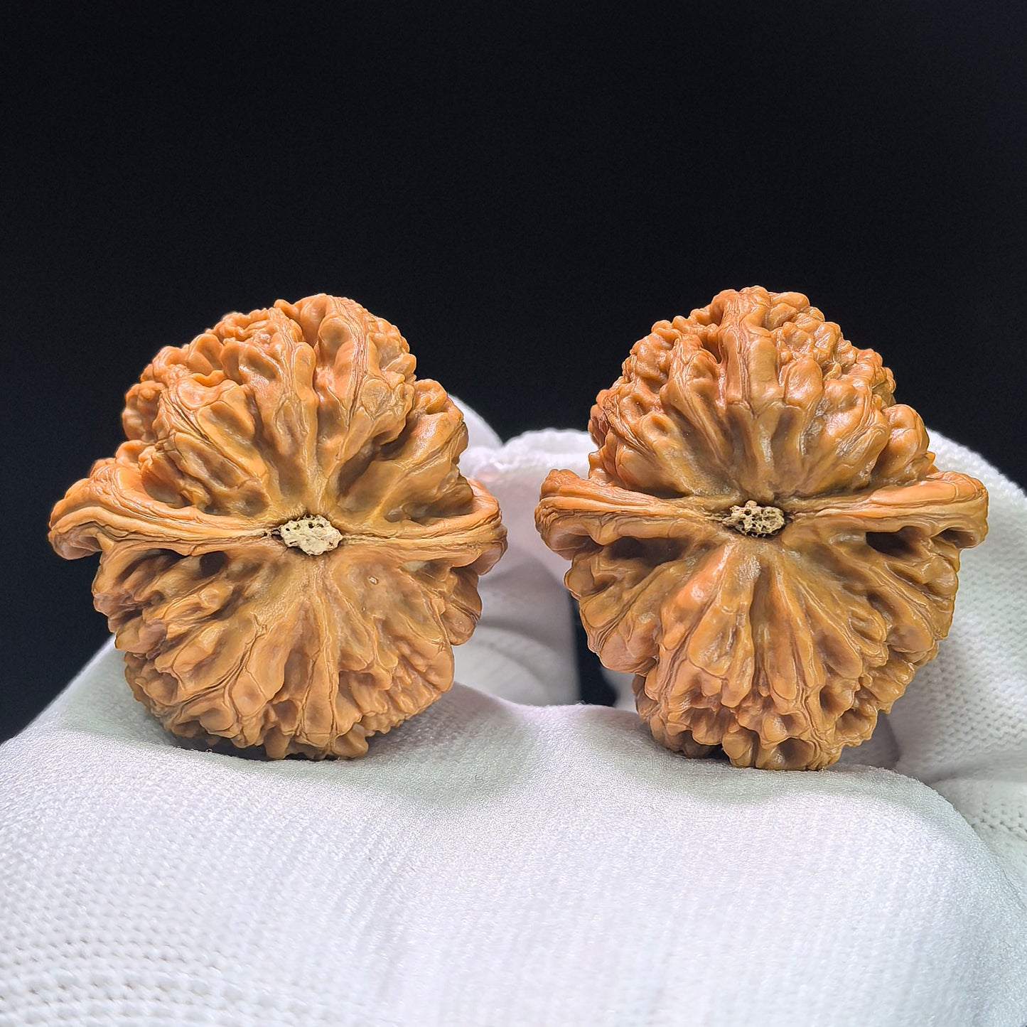 The Spectacular "Thick Ridge" Cujin Lion Head Masterpiece | 39.0mm x 42.0mm | CJ-1402