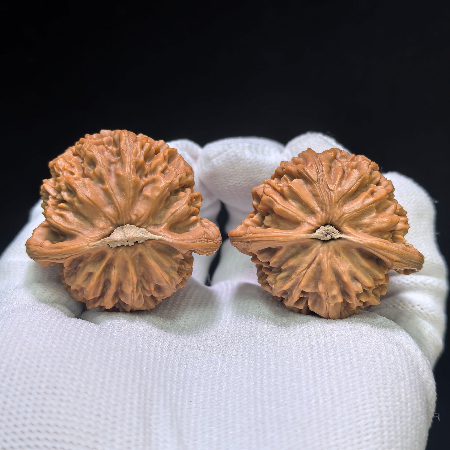 "Palace Lantern Flying Snake Turtle Back" Gdfsgb-CG219E Wenwan Walnuts Pair | 40.0mm x 38.0mm | GDFSGB-CG219E