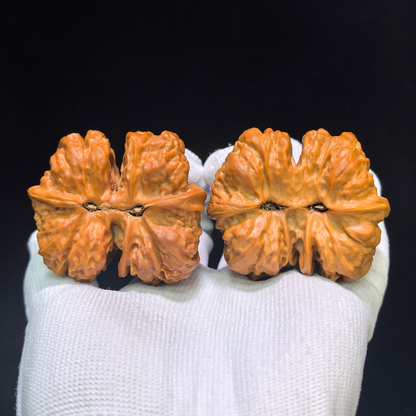 Museum-Grade "Toad Head Butterfly Conjoined Twin" (Ha Ma Tou Hu Die Lian Ti) Wild Scholar Walnut | Ultra-Rare 52.0mm x 45.0mm | High-End Collector Masterpiece | Stock ID: HDLLT-C01E